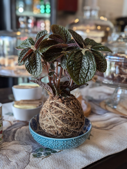 PRIVATE PARTY- Marie's Kokedama workshop