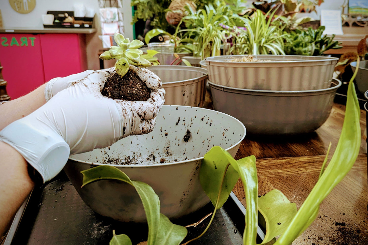 SOLD OUT Kokedama Workshop 3/14 -11am