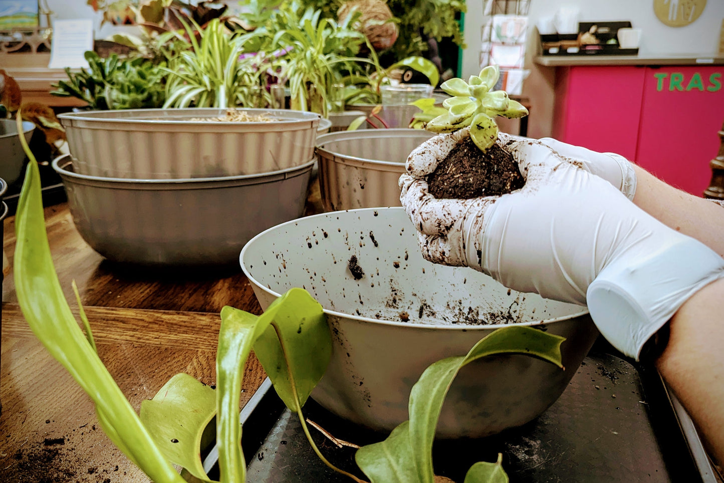 PRIVATE PARTY- Marie's Kokedama workshop