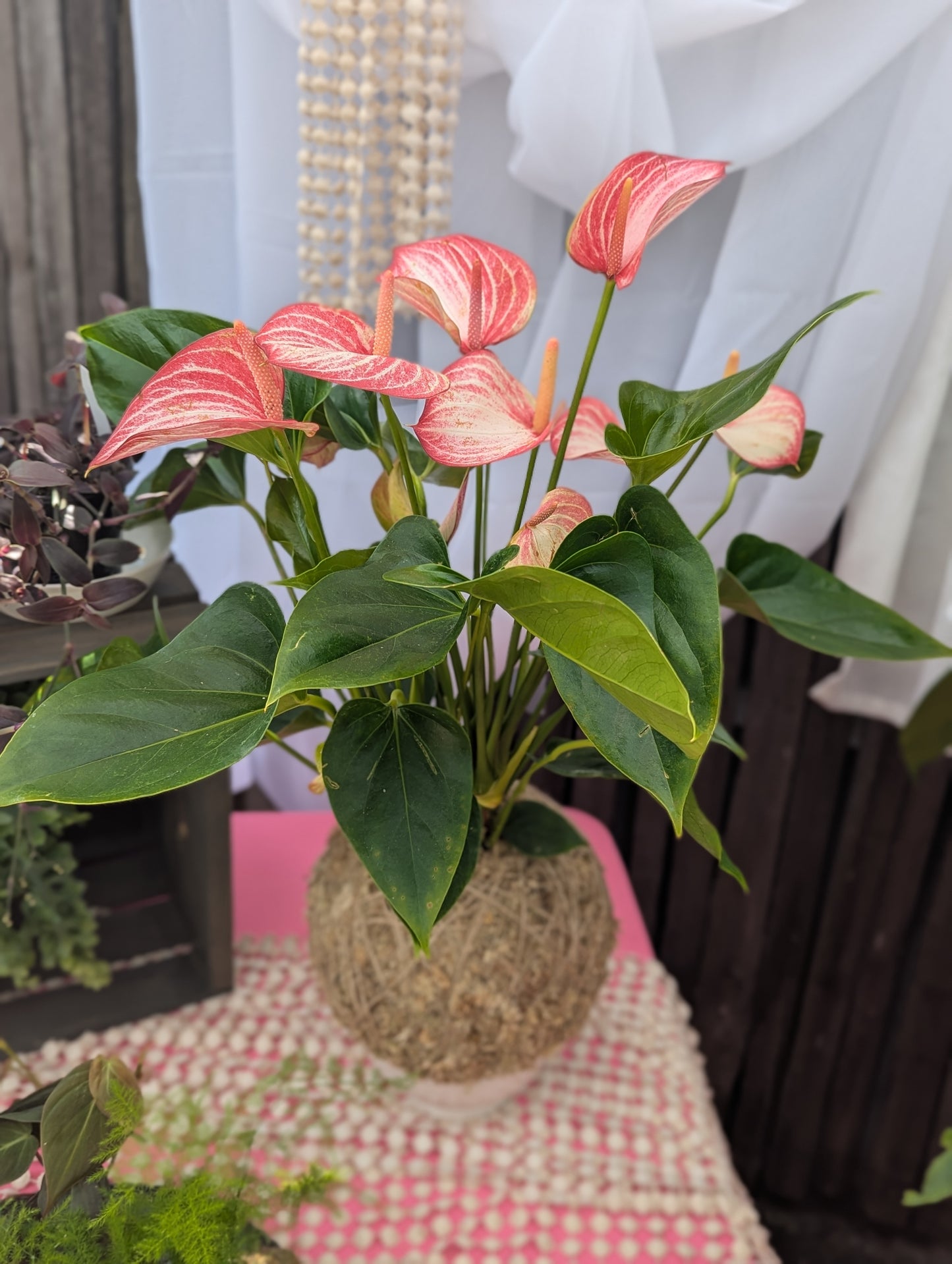 SOLD OUT Kokedama Workshop 3/14 -11am