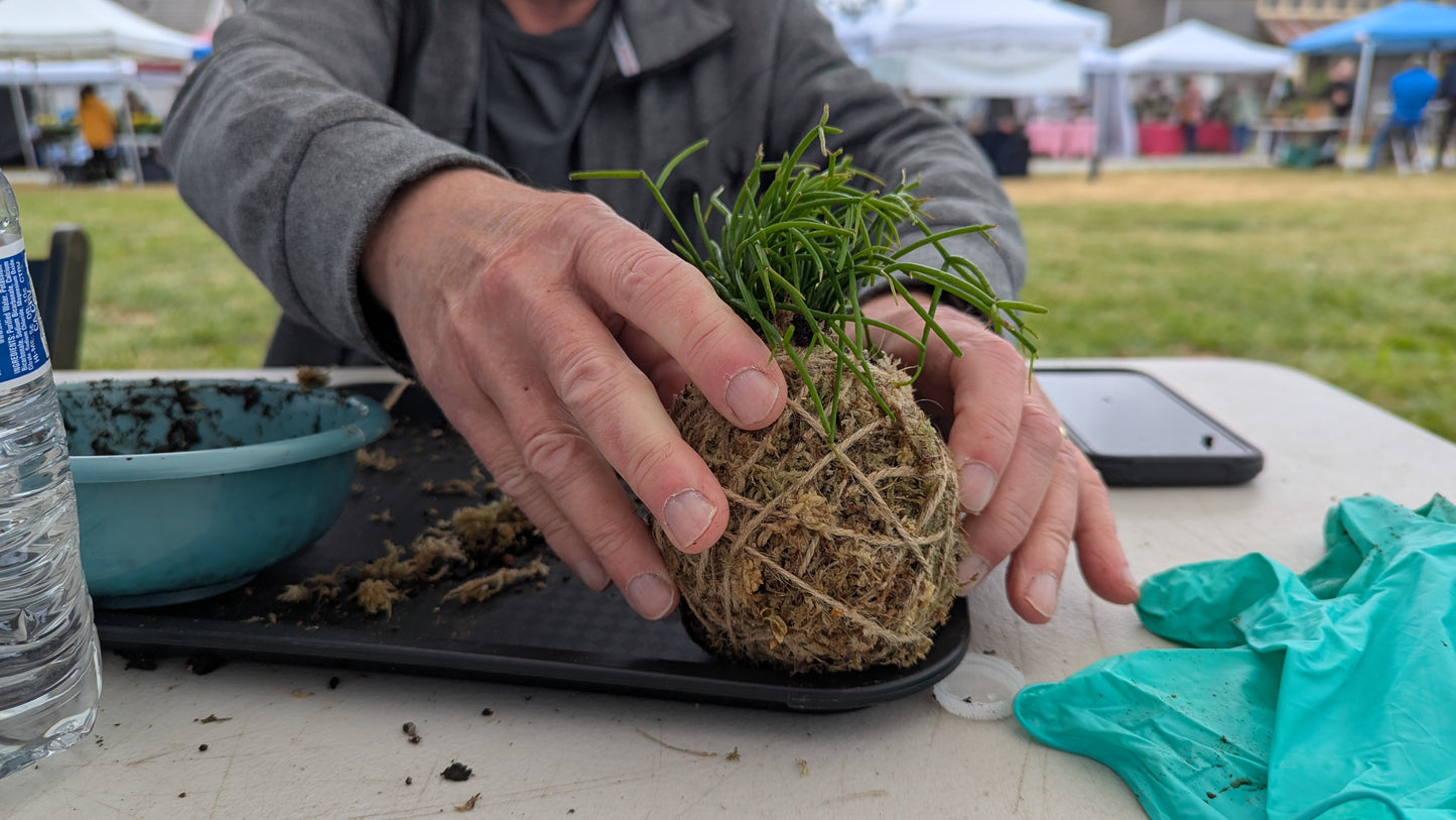 Kokedama at Christianson's Nursery 05/30