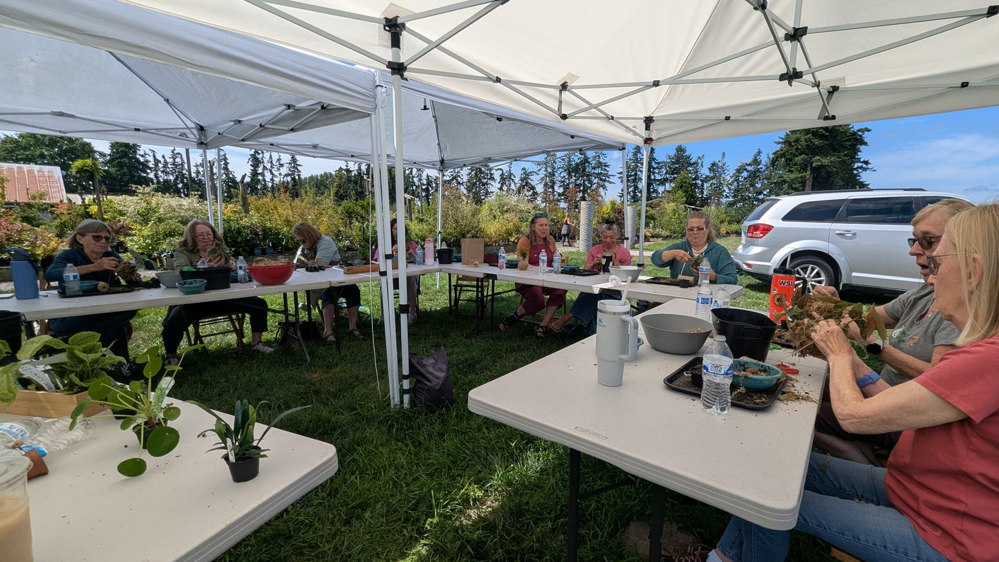 Kokedama at Christianson's Nursery 05/30