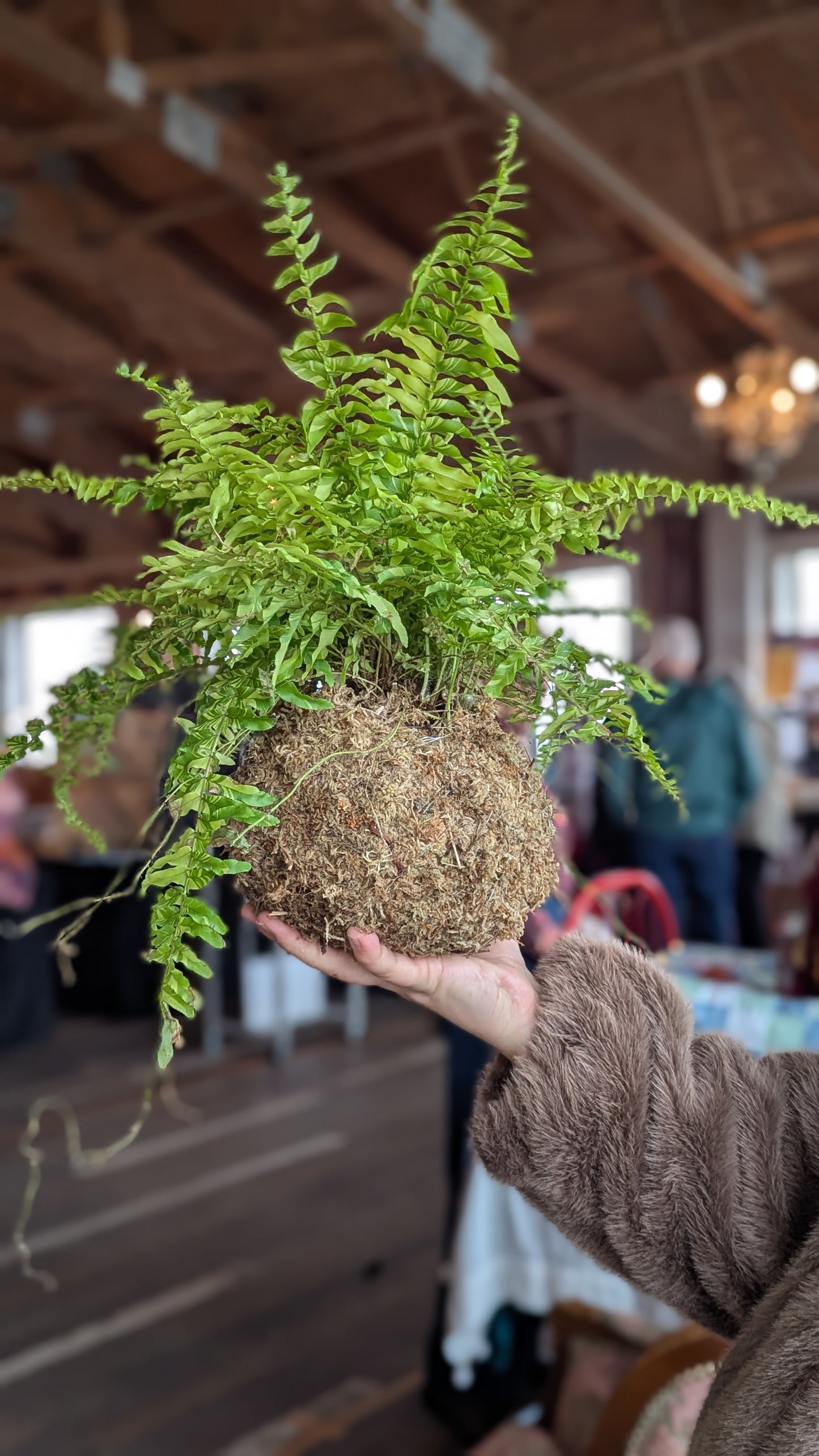 Kokedama at Christianson's Nursery 05/30