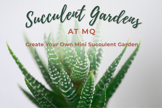 Succulent Gardens at MQ (3110)