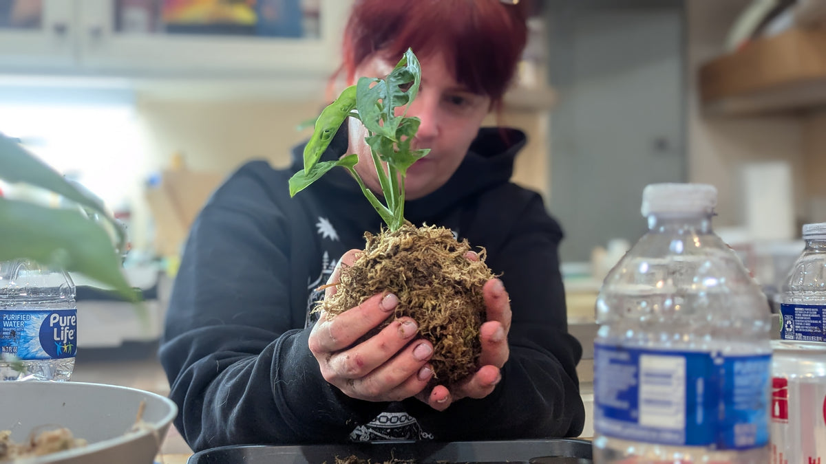 Lisa's Kokedama Birthday