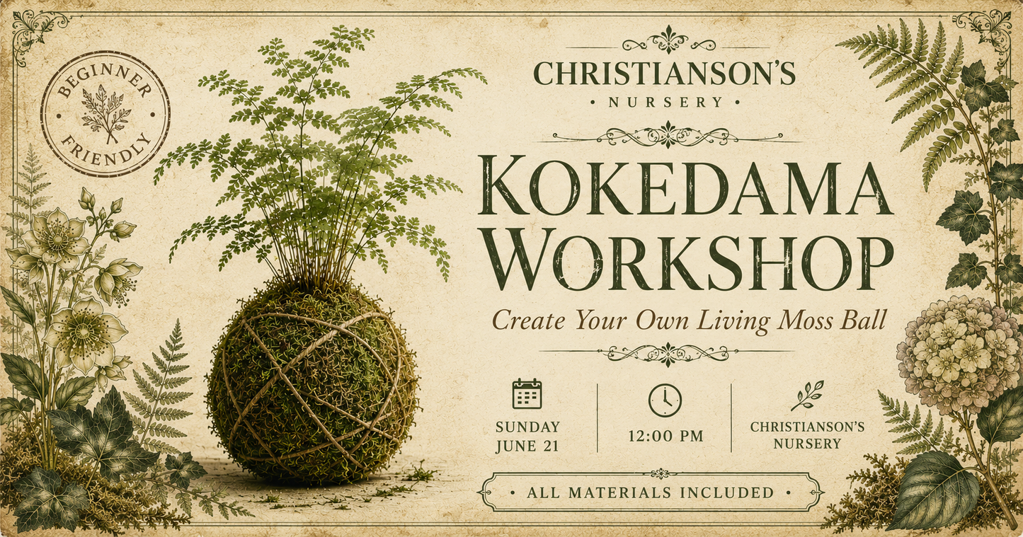 Kokedama at Christianson's Nursery 06/21