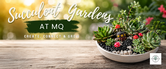 Succulent Gardens at MQ